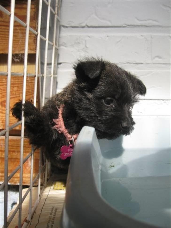 Cairn terrier hundehvalpe (: - Pixi bag tremmer ;) billede 10