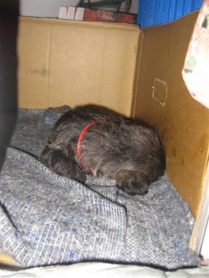 Cairn terrier hundehvalpe (: - Meg er gået i kassen (: billede 11