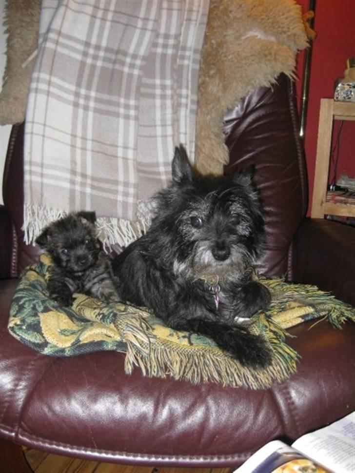 Cairn terrier hundehvalpe (: - Vicky og Koda, hygger i læderstolen (: billede 12
