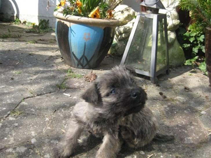 Cairn terrier hundehvalpe (: - Bosse igen (: billede 13