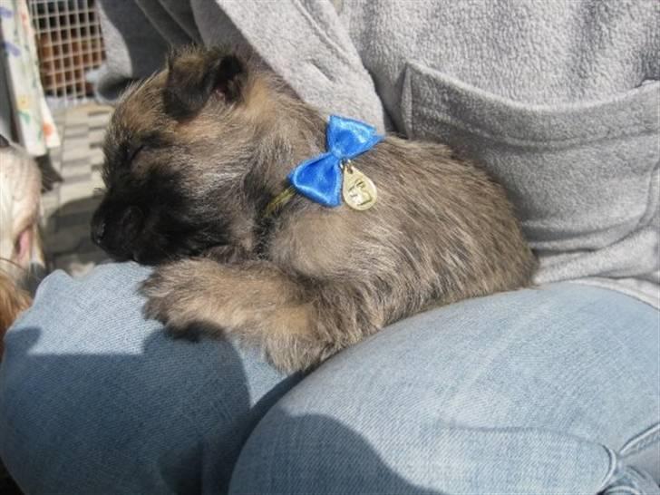 Cairn terrier hundehvalpe (: - Bosse (: billede 14