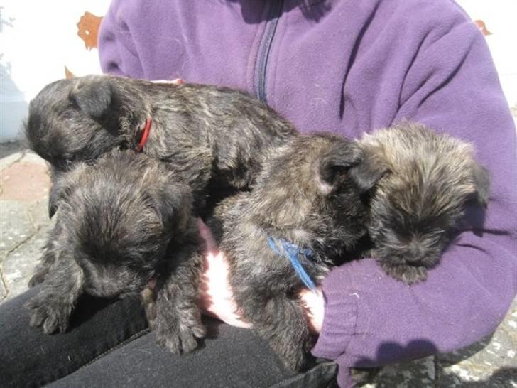 Cairn terrier hundehvalpe (: billede 15
