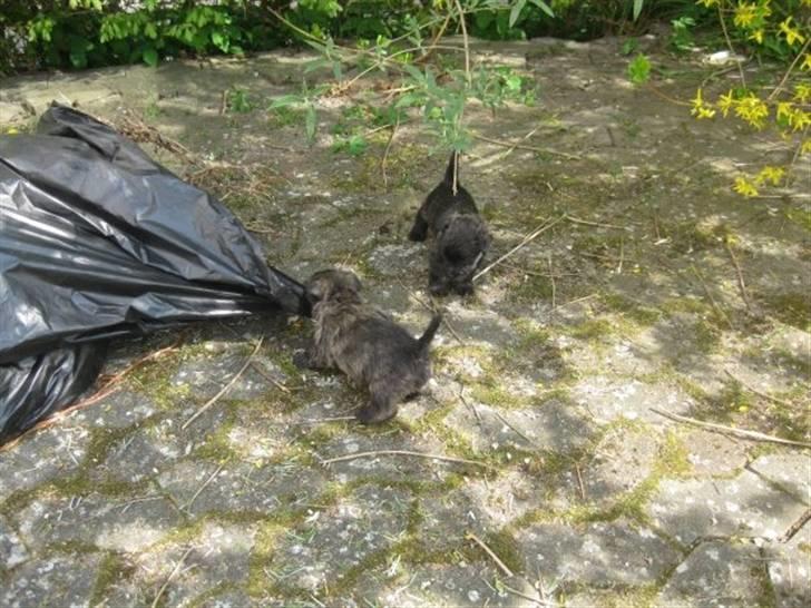 Cairn terrier hundehvalpe (: billede 16