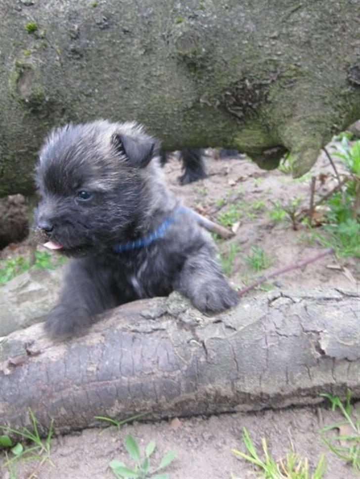 Cairn terrier hundehvalpe (: - Koda hjælper til i haven :p billede 17