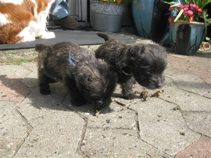 Cairn terrier hundehvalpe (: billede 18