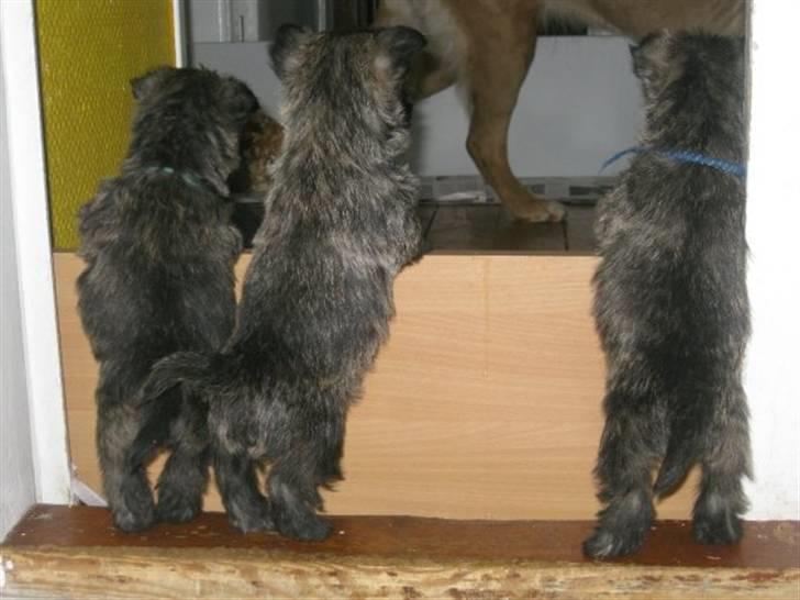Cairn terrier hundehvalpe (: - hvor blev hun af :O? billede 19