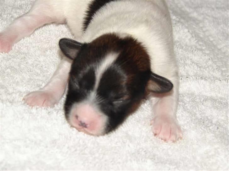 Phalene bella  *Chéri* billede 15