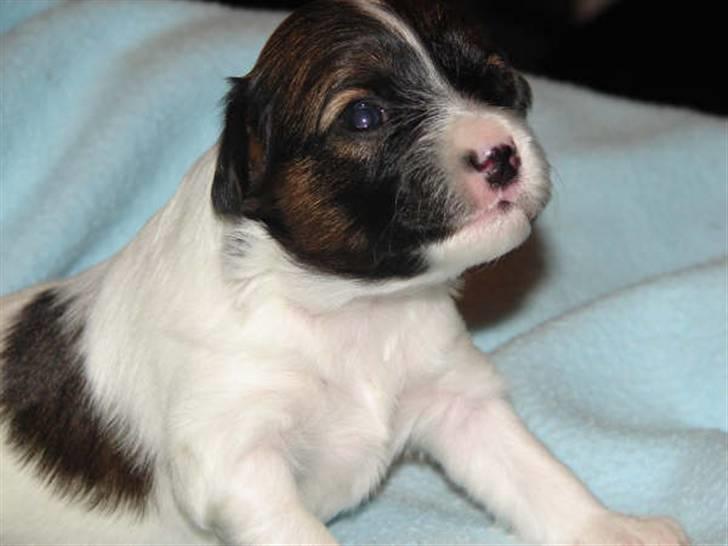 Phalene bella  *Chéri* billede 16