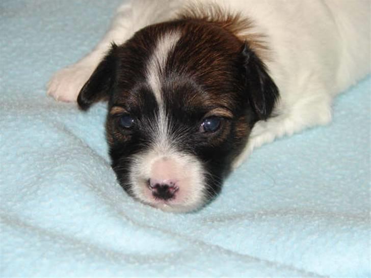 Phalene bella  *Chéri* billede 17