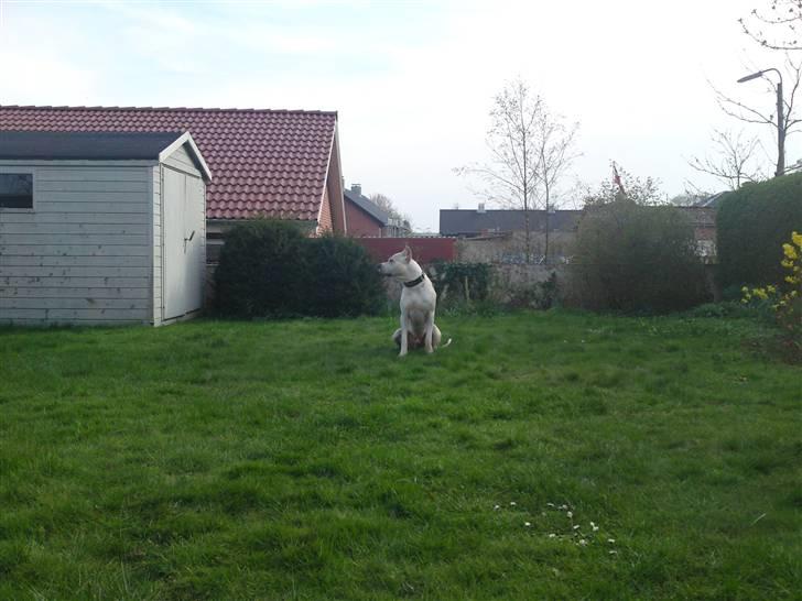 Amerikansk staffordshire terrier Pako (lille skind) - i haven. billede 16