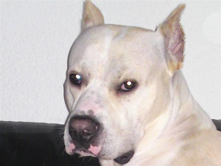 Amerikansk staffordshire terrier Pako (lille skind) - Flotte dreng :) billede 17