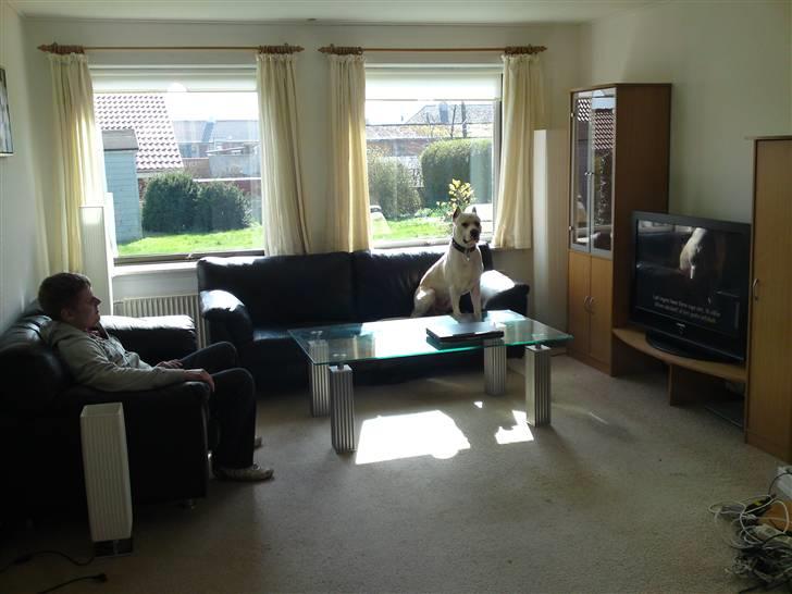 Amerikansk staffordshire terrier Pako (lille skind) billede 18