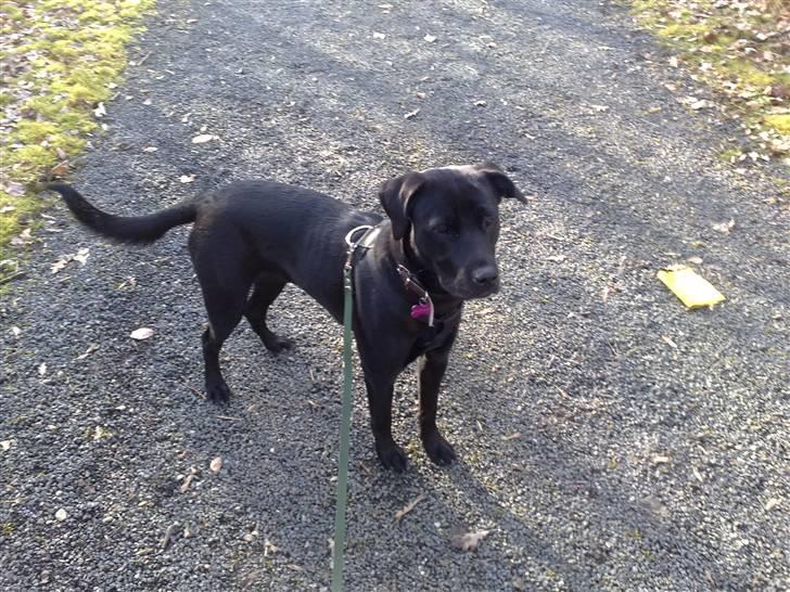 Blanding af racer Bella - bor hos eks. billede 2