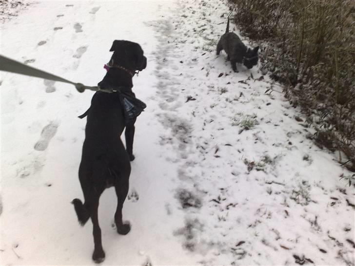 Blanding af racer Bella - bor hos eks. billede 3