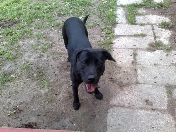 Blanding af racer Bella - bor hos eks. billede 4