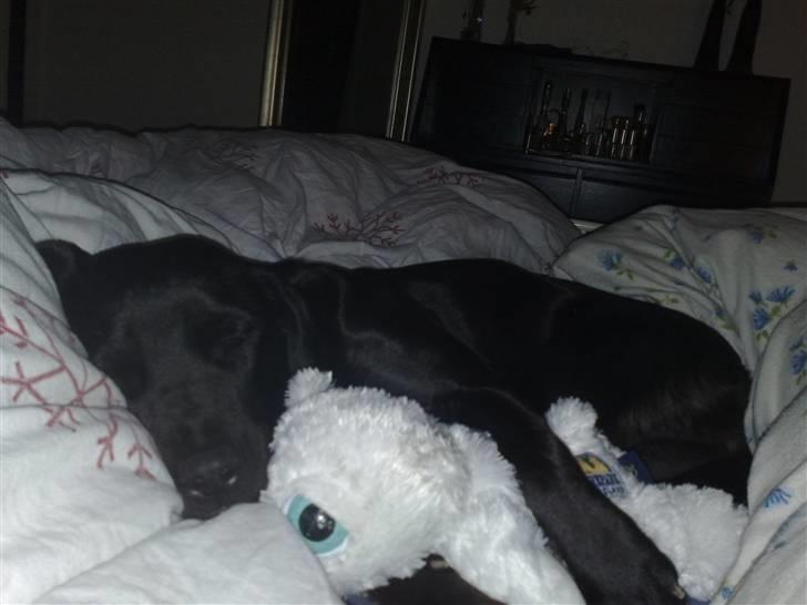 Blanding af racer Bella - bor hos eks. billede 5