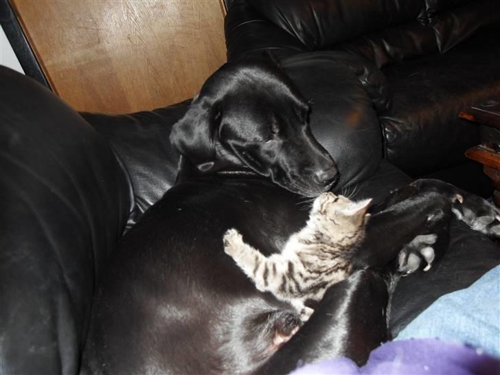 Blanding af racer Bella - bor hos eks. billede 6