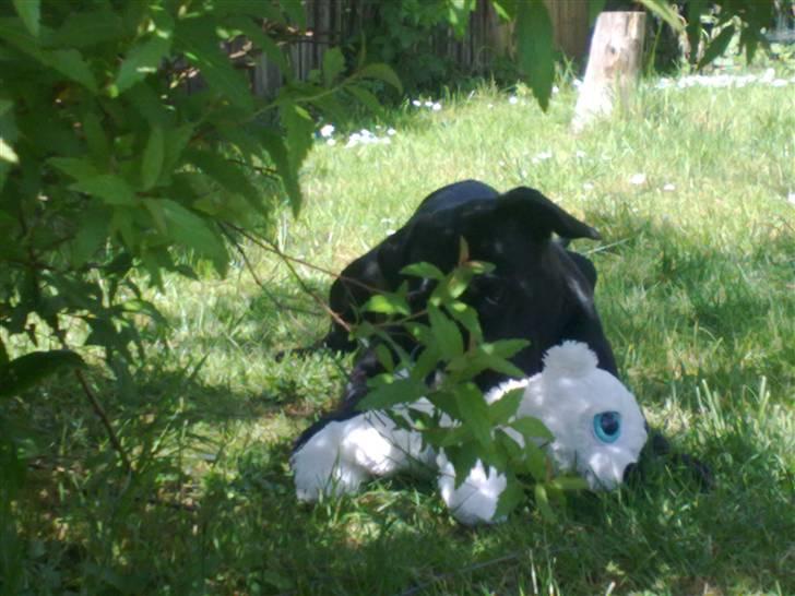 Blanding af racer Bella - bor hos eks. billede 7