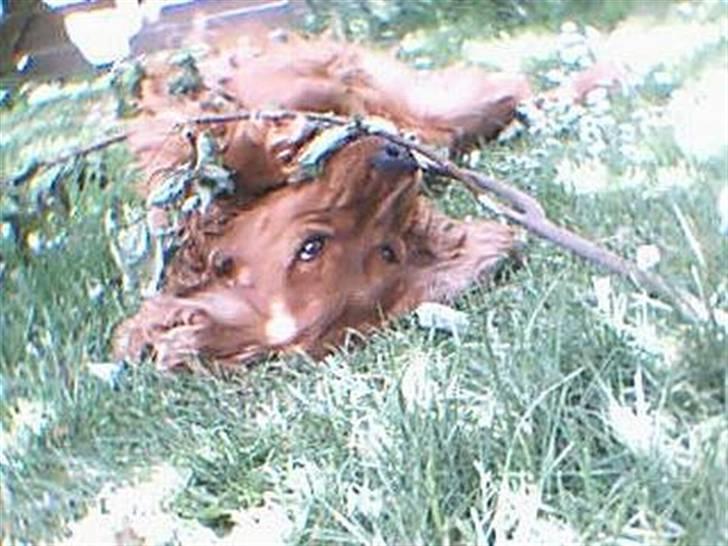 Cocker spaniel magnus billede 7