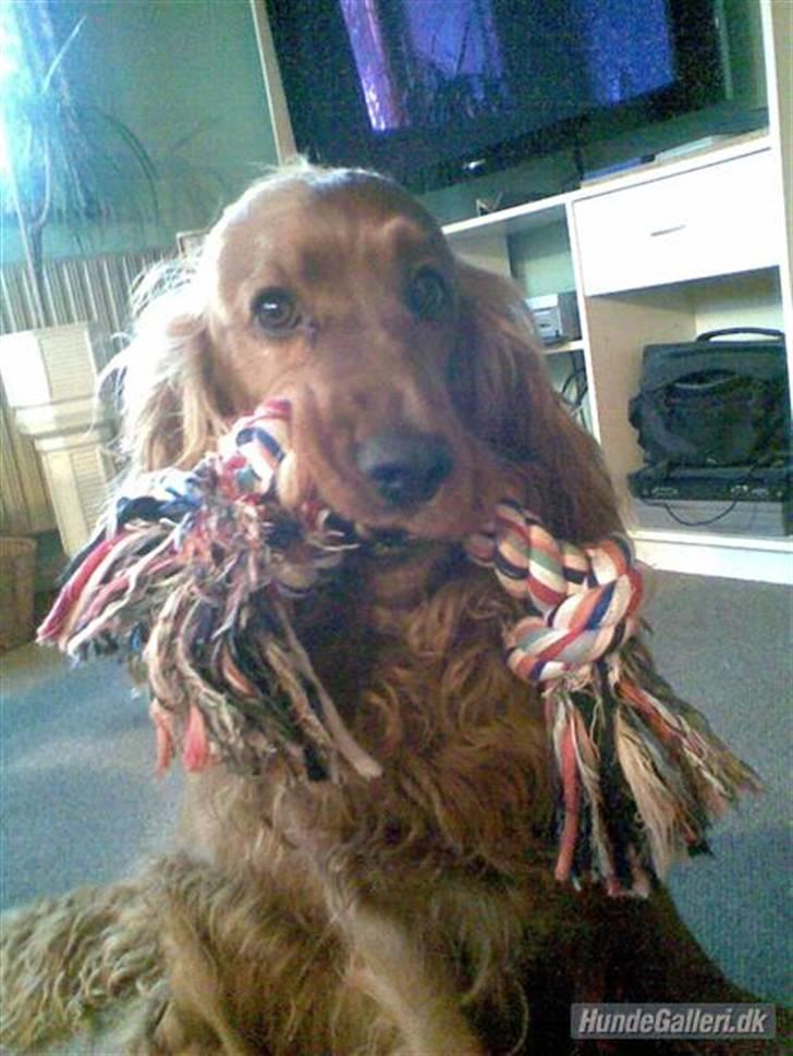 Cocker spaniel magnus billede 8