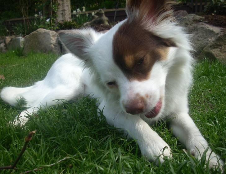 Blanding af racer Felix - Fars Hund !  billede 1