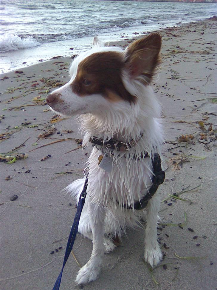 Blanding af racer Felix - En dejlig Vandhund billede 2