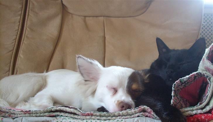 Blanding af racer Felix - Træt? billede 3