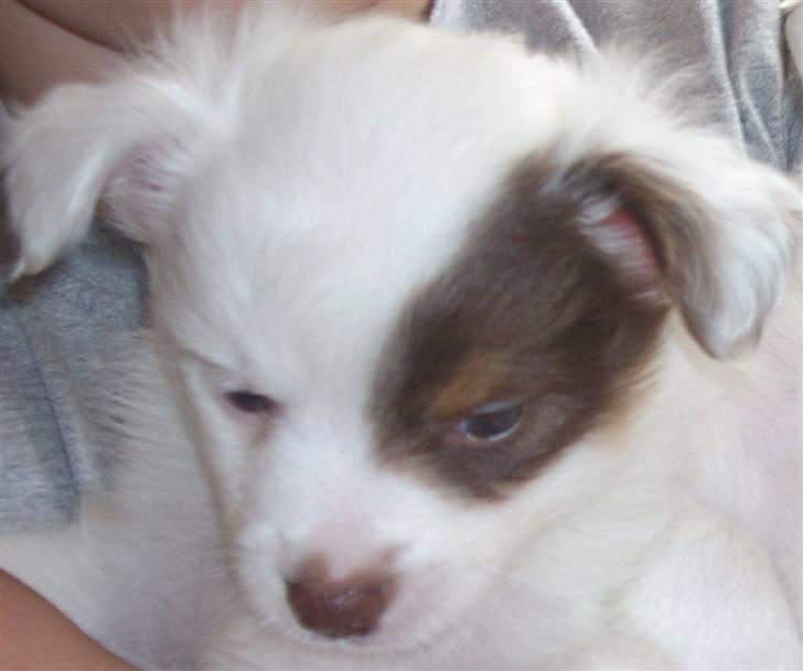 Blanding af racer Felix - Min lille hund, som hvalp billede 4