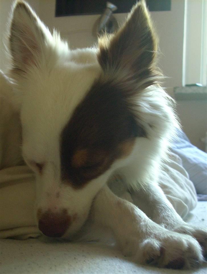 Blanding af racer Felix billede 5