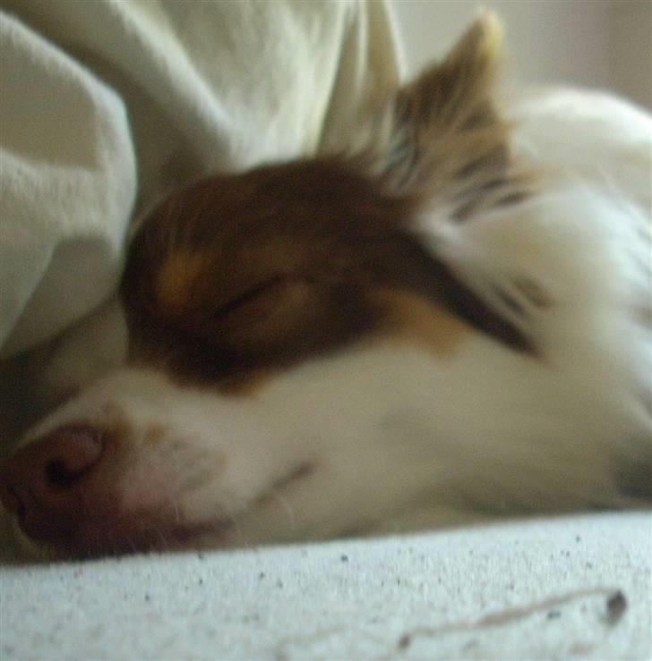 Blanding af racer Felix billede 6