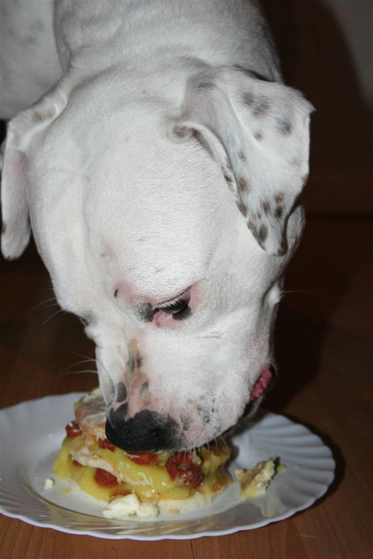 Amerikansk bulldog BAB´s Mercedes - min 1 år´s fødselsdag NYT billede 11