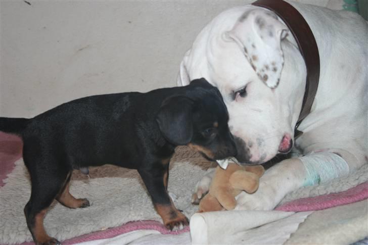 Amerikansk bulldog BAB´s Mercedes - leger med lille blob billede 12