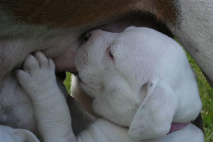 Amerikansk bulldog BAB´s Mercedes - så det tid til mor pat XD NY billede 13