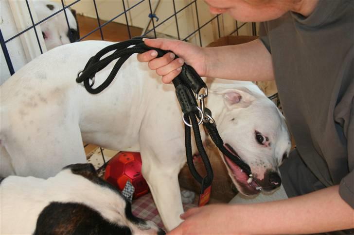 Amerikansk bulldog BAB´s Mercedes - min fødselsdags gave fik selv lov til at pakke op NYT billede 14