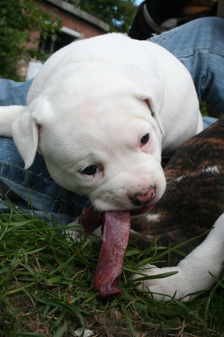 Amerikansk bulldog BAB´s Mercedes - Første gang jeg fik svine hjerte nuj det smager godt =b  billede 15