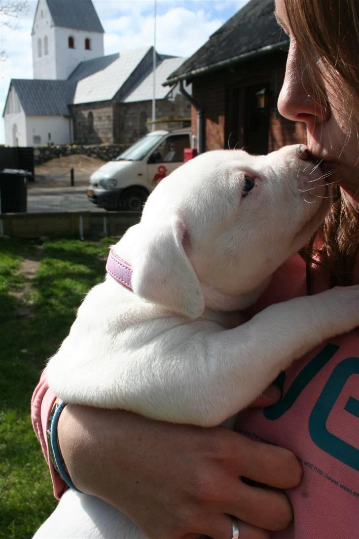 Amerikansk bulldog BAB´s Mercedes - nysser lige min mor c",)  billede 16