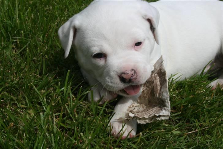 Amerikansk bulldog BAB´s Mercedes - fant lige et stykke papir ude i haven...  billede 17