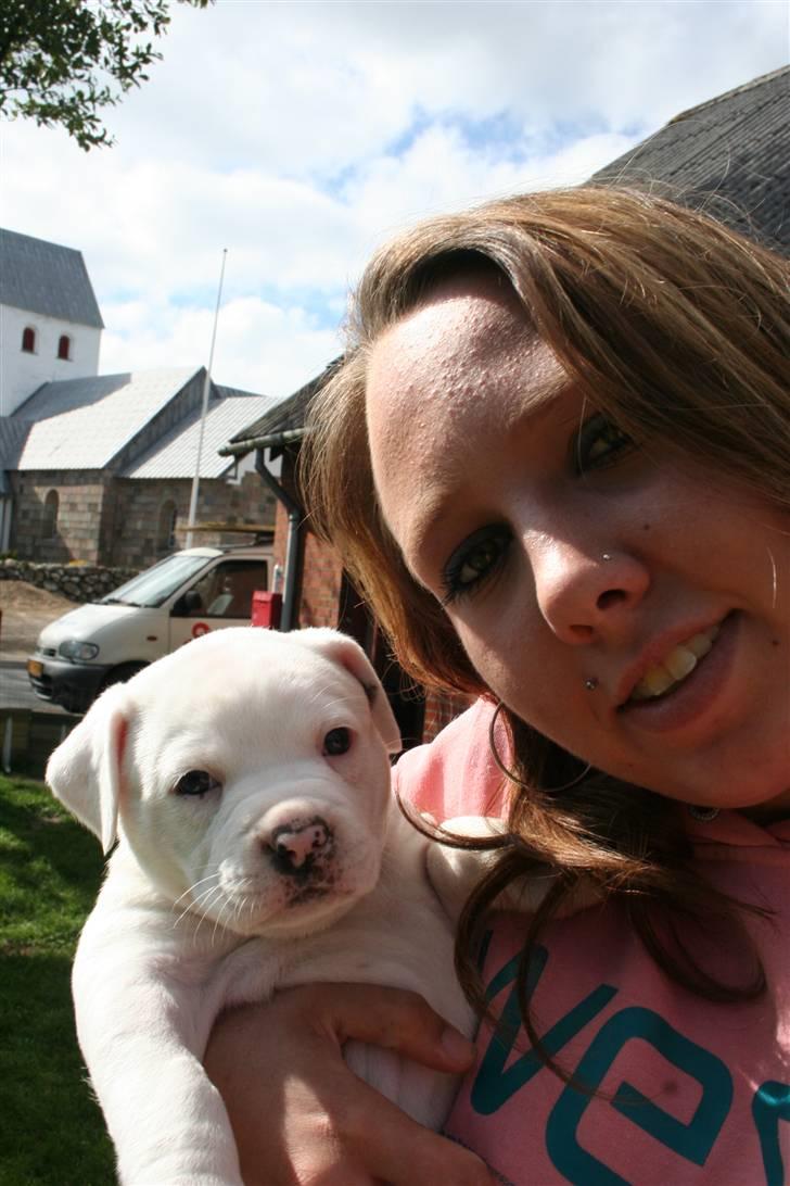 Amerikansk bulldog BAB´s Mercedes - mig og min mor...  billede 18