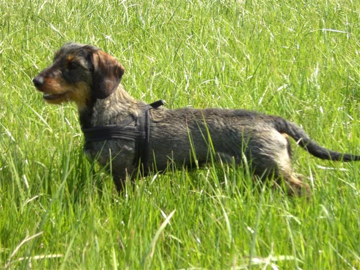 Gravhund Mille - Mille maj 2009 billede 13