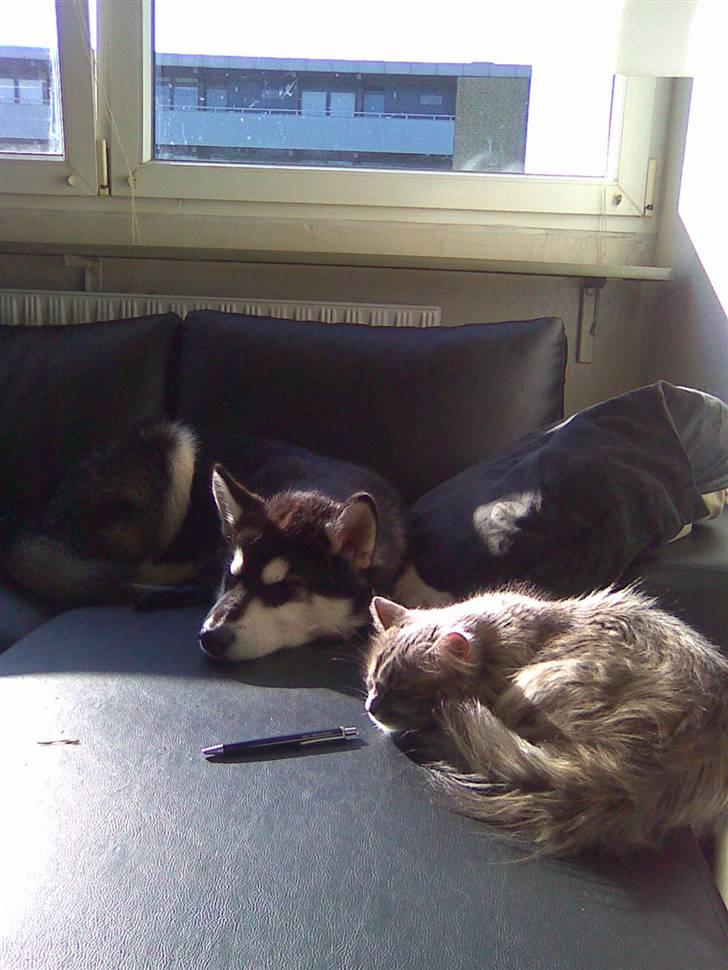 Alaskan malamute noah billede 7