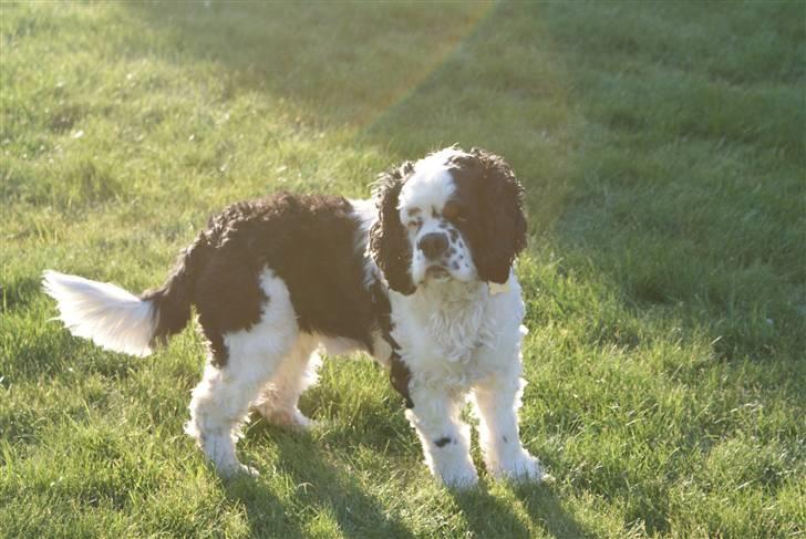 Amerikansk cocker spaniel Pocket:] - pocket der har fået øje på noget:) billede 11