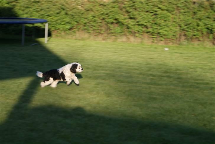 Amerikansk cocker spaniel Pocket:] billede 12