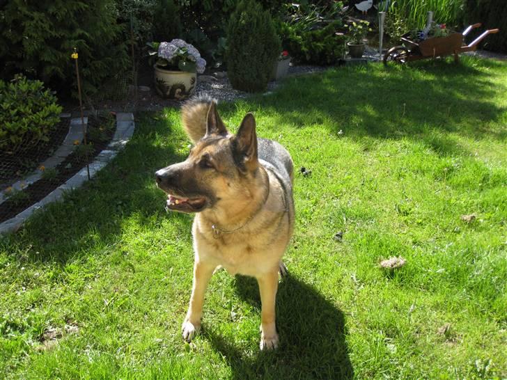 Schæferhund Fie - Hvil i fred billede 13