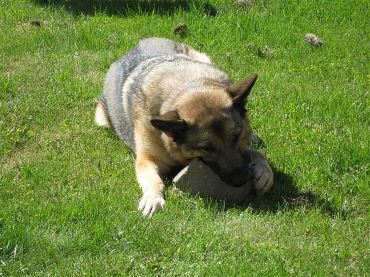 Schæferhund Fie - Hvil i fred billede 14