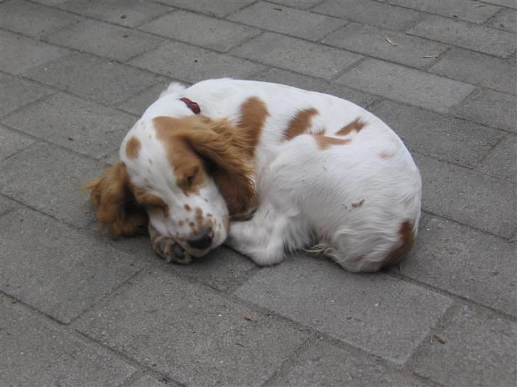 Cocker spaniel mathilde ( THILDE) - sover billede 4