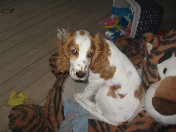 Cocker spaniel mathilde ( THILDE) - sider på min bamse billede 5