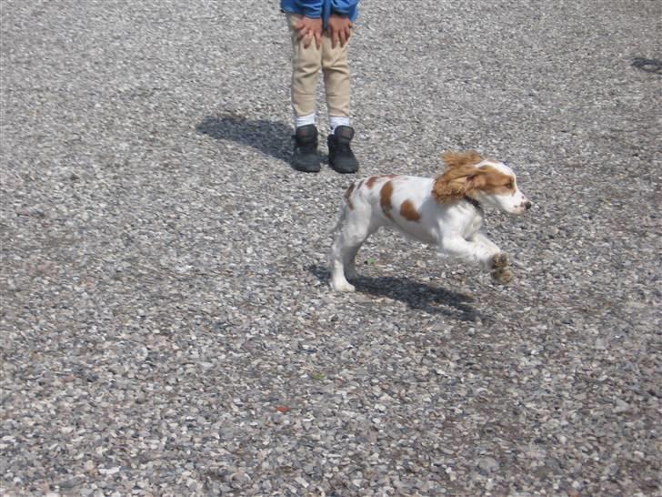 Cocker spaniel mathilde ( THILDE) - leger billede 6