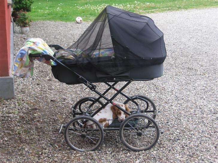 Cocker spaniel mathilde ( THILDE) - jeg ligger under barnevorgen billede 8