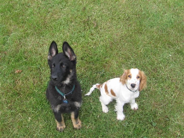 Cocker spaniel mathilde ( THILDE) - kærsten jasko og mig billede 9