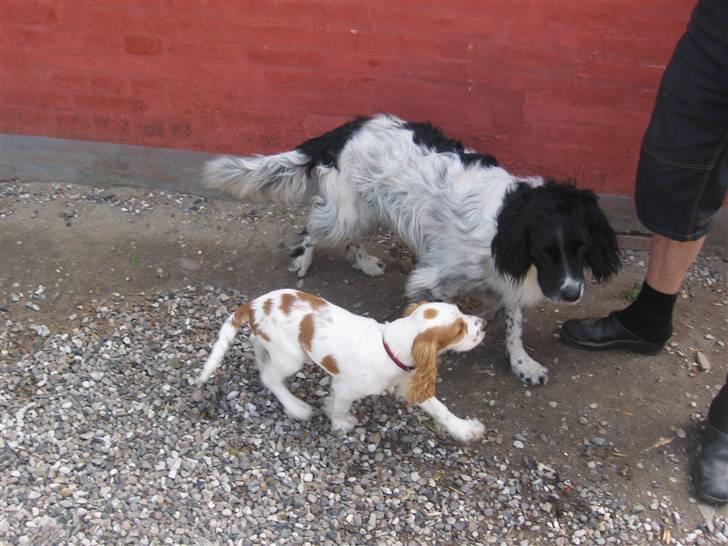 Cocker spaniel mathilde ( THILDE) - balou og mig billede 10